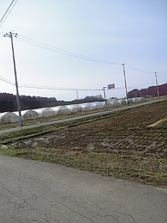 20100331ビニールハウス