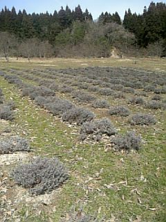 20100331ラベンダーの畑