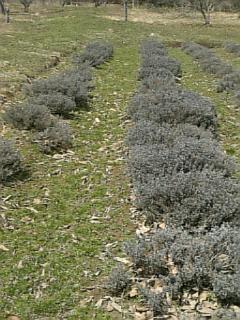 20100331ラベンダーナナ成沢