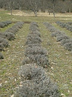 20100331ラベンダー早咲き3号