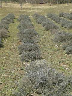 20100331ラベンダーおかむらさき