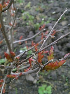 20100513륹٥ο