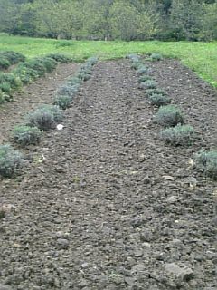 2010513٥Ȫ2