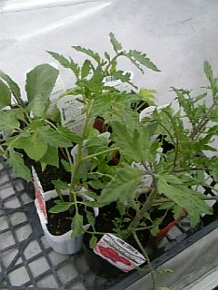 2010513ȥޥȤʤʤɤ