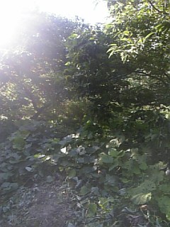 20100915草刈り前1