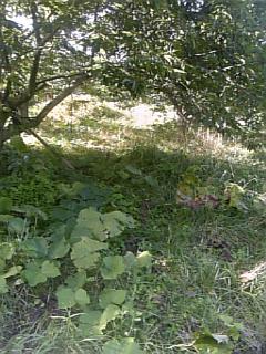 20100915草刈り前2