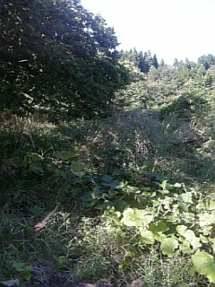 20100915草刈り前3