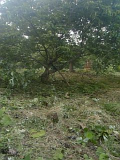 20100915草刈り後2