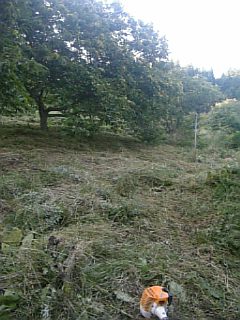 20100915草刈り後3