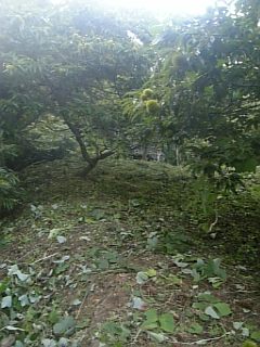 20100915草刈り後1