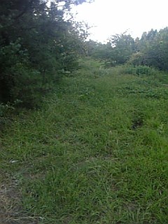20100915草刈り前4