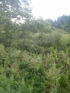 20100915草刈り前5