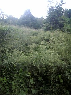 20100915草刈り前6