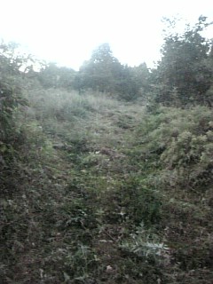 20100915草刈り後6