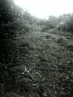 20100915草刈り後4