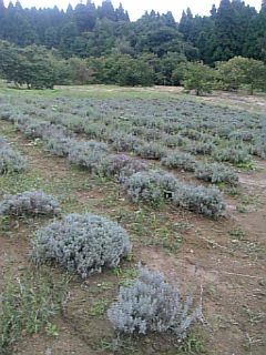 20100920ラベンダーの畑
