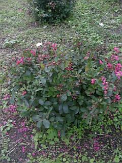 20100920サルスベリの花