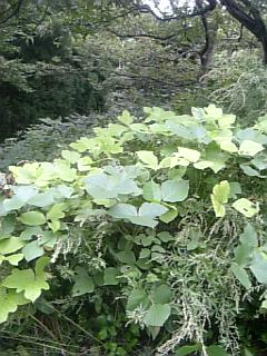 20100920草刈り前