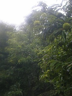 20100920栗のイガ