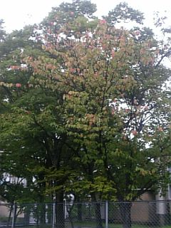 20100920桜の葉っぱの紅葉