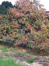 20101015