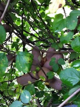 201010153