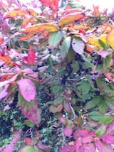 20101015Ϥ