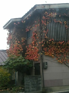 20101116紅葉の風景