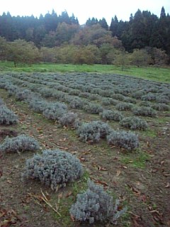 20101116ラベンダーの畑1
