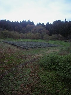 20101116ラベンダーの畑2