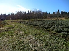 20101127��٥������Ȫ1