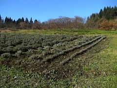 20101127��٥������Ȫ2