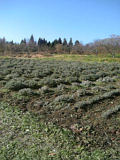 20101127��٥������Ȫ3