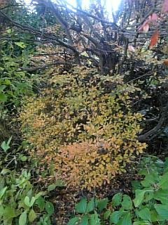 20101127����1