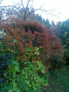 20101127����2