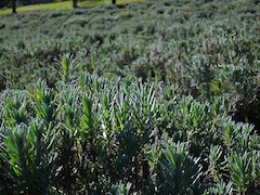 20101127��٥������Ȫ092