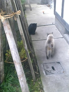 20101204ネコ1