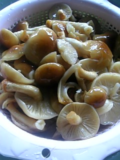 20101204原木なめこ