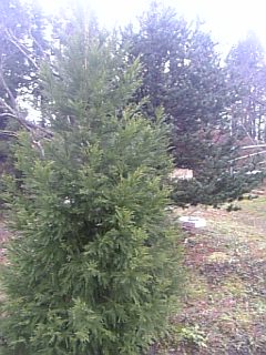 20101214Ѥ1