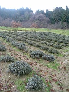 20101214٥Ȫ1