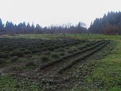 20101214٥Ȫ3