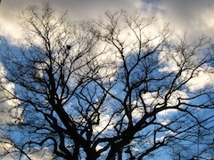 20101204ケヤキの木001