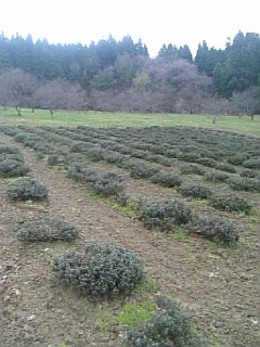 20110425ラベンダーの畑