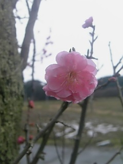 20110425花梅の花1