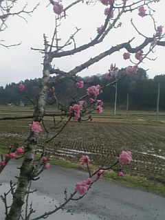 20110425花梅の花2