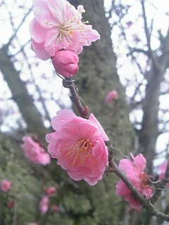 20110425花梅の花3