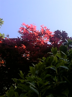 20110428西霧ケ谷公園2