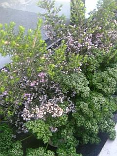 20110428エリカの花