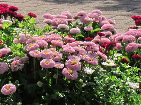 20110428公園内の花