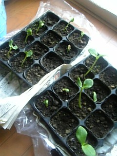 20110512カボチャの芽